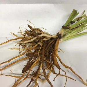 Daria Daylily Bare Root Plant (Hemerocallis) - Rose-Pink Blooms, 5.5 Inches - Image 2