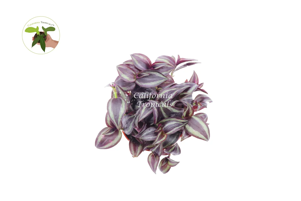 Dark Desire Wandering Jew Live Plant – 4 inch Pot – Indoor Houseplant - Image 2