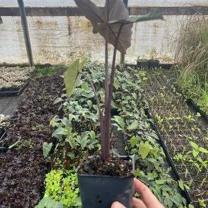 Dark Elephant Ear Live Plant - Colocasia esculenta 3.5 inch Container - Tropical Foliage - Image 2