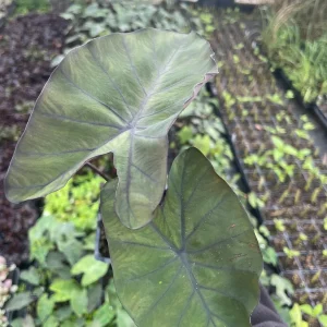Dark Elephant Ear Live Plant - Colocasia esculenta 3.5 inch Container - Tropical Foliage - Image 3