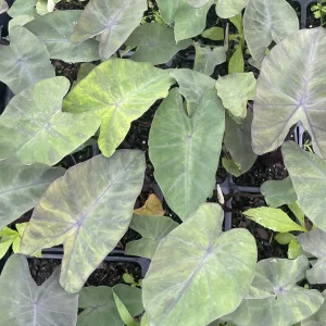 Dark Elephant Ear Live Plant - Colocasia esculenta 3.5 inch Container - Tropical Foliage - Image 1