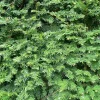 Dark Green Spreader Yew Cuttings - Unrooted Set of 12+ for Landscaping - Image 1