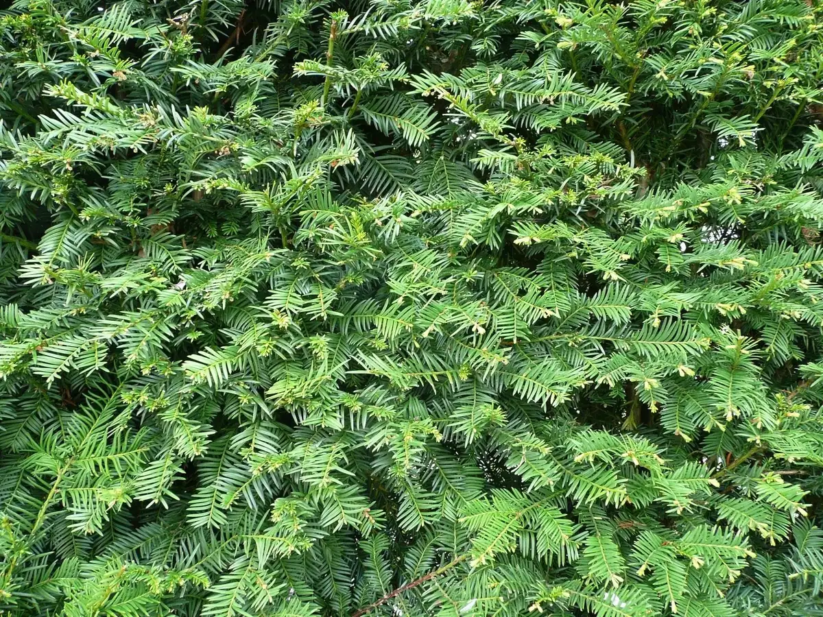 Dark Green Spreader Yew Cuttings - Unrooted Set of 12+ for Landscaping - Image 1