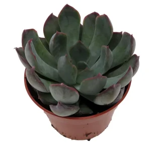 Dark Ice Echeveria Succulent Live Plant – 2.5 inch Pot – Indoor/Outdoor - Image 2
