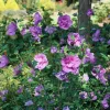 Dark Lavender Hibiscus Rose of Sharon Live Plant 4 inch Pot - Image 1
