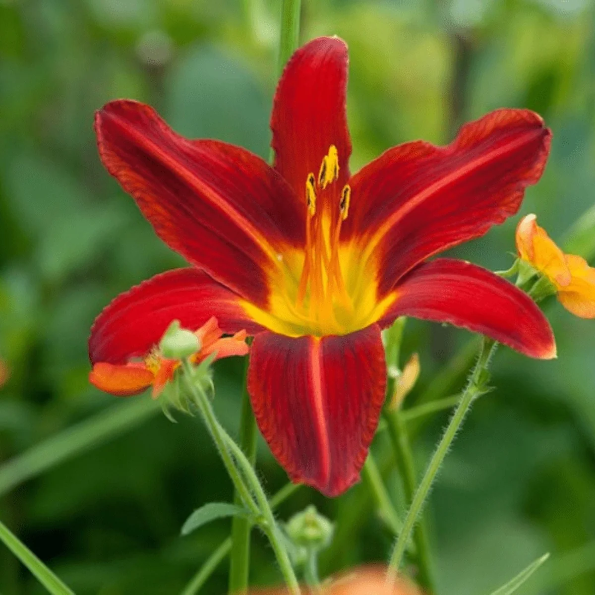 Dark Orange Daylily Bulbs - 3 Bare Roots for Planting - Outdoor Flowers - Image 1