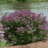 Dark Purple Lilac Live Plant - Syringa Shrub - 4 inch Pot - Reblooming - Image 1