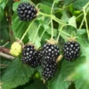 Darrow Blackberry Starter Plug - Rubus fruticosus Live Plant - Cold Hardy - Image 1