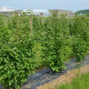 Darrow Blackberry Starter Plug - Rubus fruticosus Live Plant - Cold Hardy - Image 4