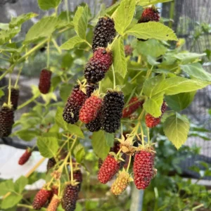Darrow Blackberry Starter Plug - Rubus fruticosus Live Plant - Cold Hardy - Image 7