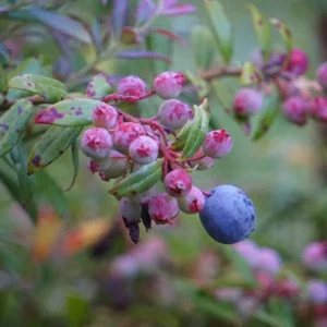 Darrow's Native Blueberry Starter Plug - Vaccinium darrowii Live Plant - Image 1