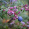 Darrow's Native Blueberry Starter Plug - Vaccinium darrowii Live Plant, 1 Count, Outdoor Shrub - Image 1
