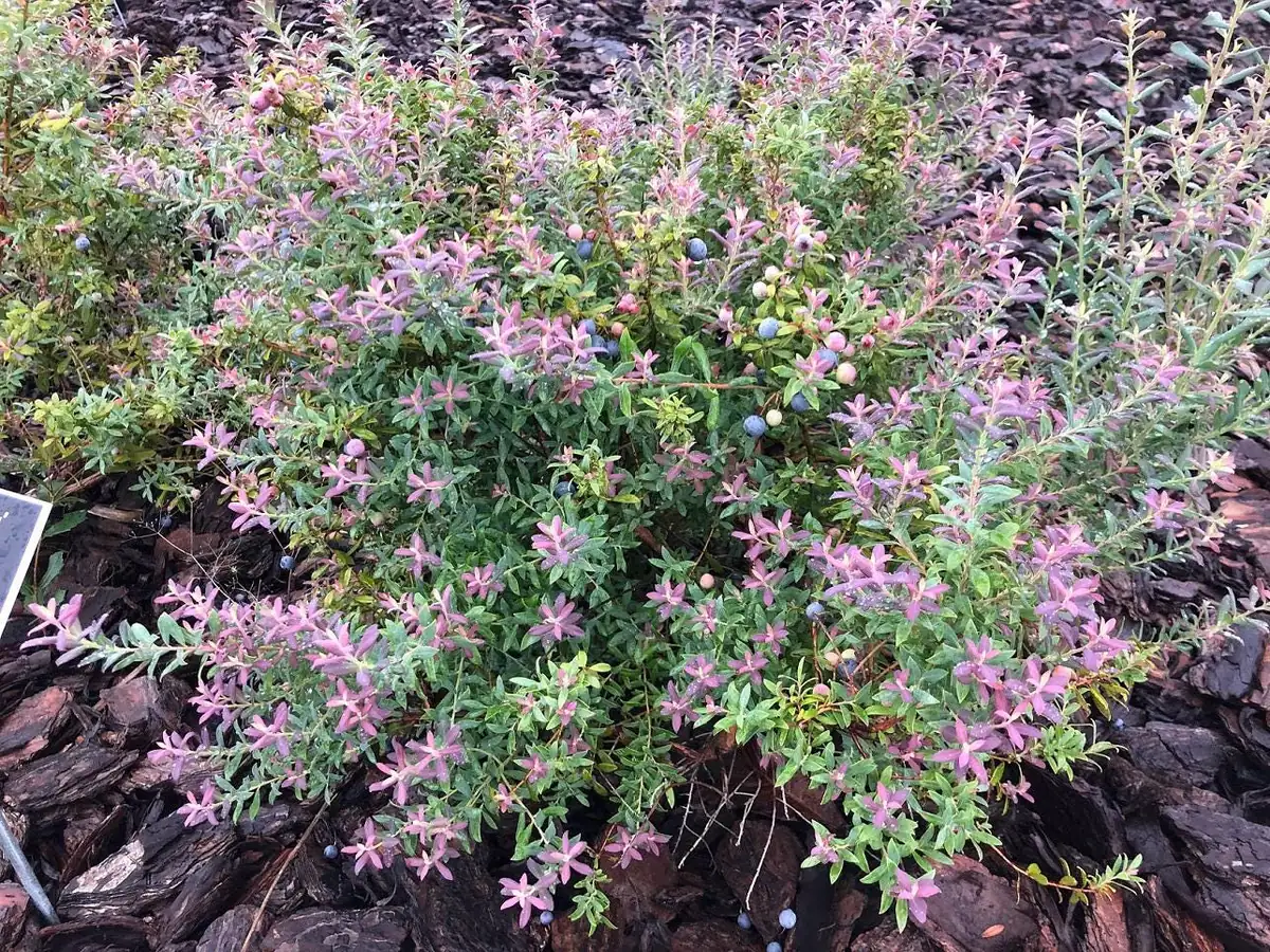 Darrow's Native Blueberry Starter Plug - Vaccinium darrowii Live Plant, 1 Count, Outdoor Shrub - Image 3