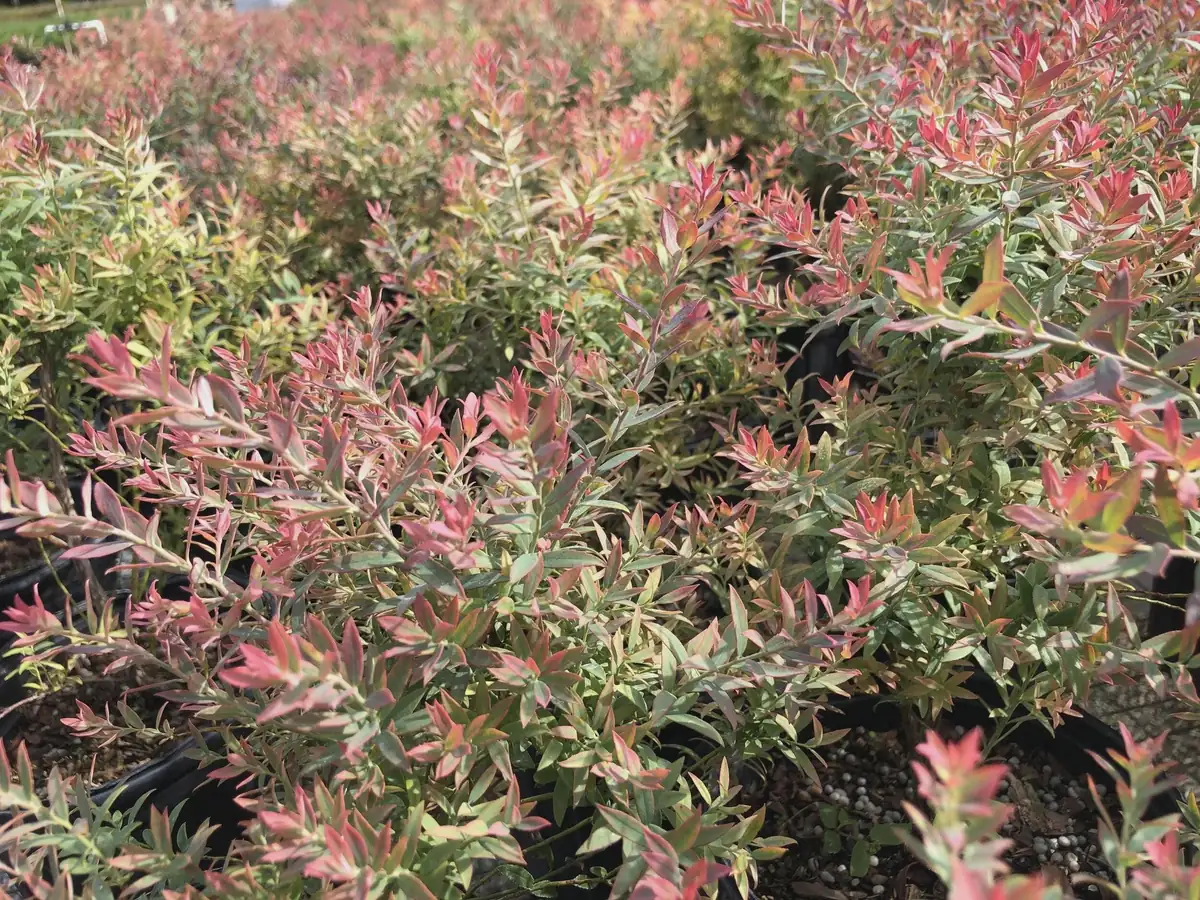 Darrow's Native Blueberry Starter Plug - Vaccinium darrowii Live Plant, 1 Count, Outdoor Shrub - Image 4