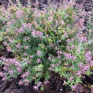 Darrow's Native Blueberry Starter Plug - Vaccinium darrowii Live Plant - Image 7