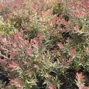 Darrow's Native Blueberry Starter Plug - Vaccinium darrowii Live Plant, 1 Count, Outdoor Shrub - Image 8