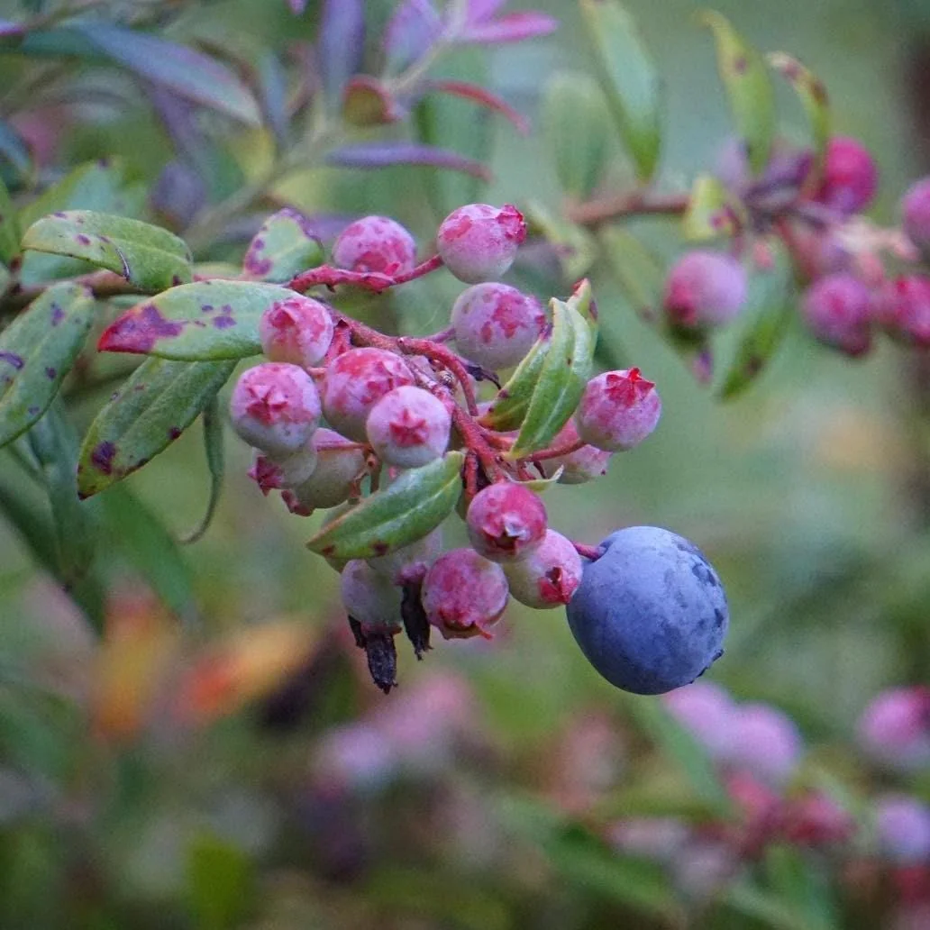 Darrow's Native Blueberry Starter Plug - Vaccinium darrowii Live Plant, 1 Count, Outdoor Shrub - Image 1