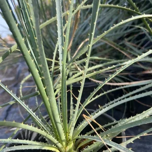 Dasylirion Wheeler Live Plant – 6 inch Pot – Outdoor Garden Plant - Image 2