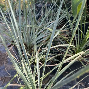 Dasylirion Wheeler Live Plant – 6 inch Pot – Outdoor Garden Plant - Image 1