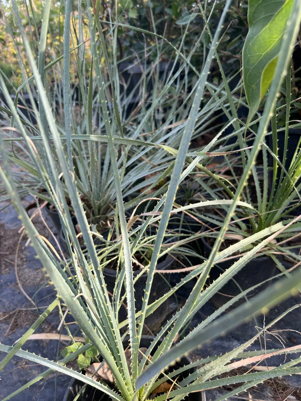 Dasylirion Wheeler Live Plant – 6 inch Pot – Outdoor Garden Plant - Image 1