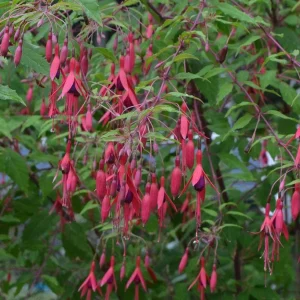 David Fuchsia Live Plant - 2.5