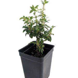 David Fuchsia Live Plant - 2.5