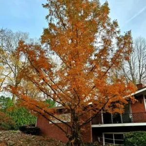 Dawn Redwood Live Plant – 8-12