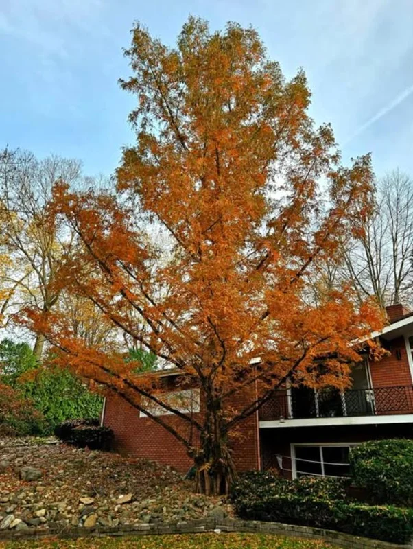 Dawn Redwood Live Plant – 8-12" Tall Seedling – Fast-Growing Shade Tree – Outdoor - Image 10