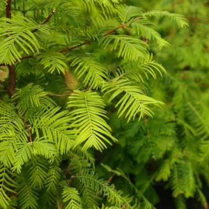 Dawn Redwood Live Plant – 8-12