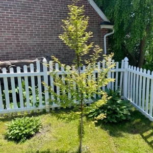 Dawn Redwood Live Plant – 8-12