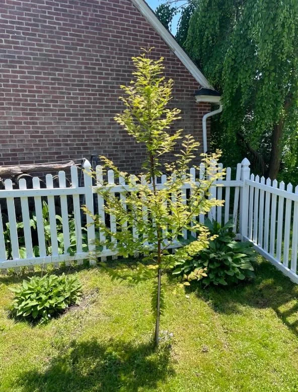 Dawn Redwood Live Plant – 8-12" Tall Seedling – Fast-Growing Shade Tree – Outdoor - Image 3