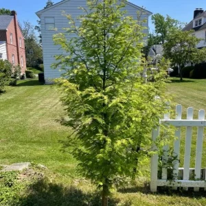 Dawn Redwood Live Plant – 8-12