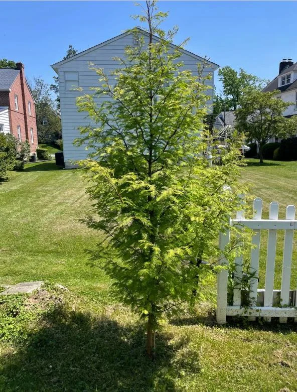 Dawn Redwood Live Plant – 8-12" Tall Seedling – Fast-Growing Shade Tree – Outdoor - Image 4