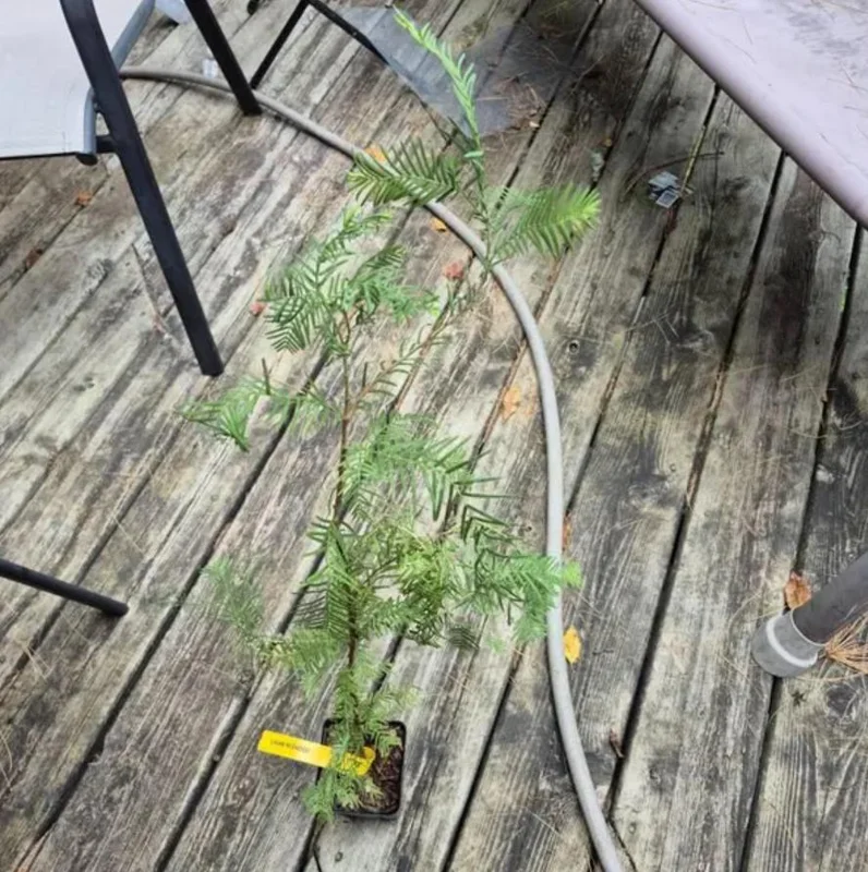 Dawn Redwood Live Plant – 8-12" Tall Seedling – Fast-Growing Shade Tree – Outdoor - Image 5