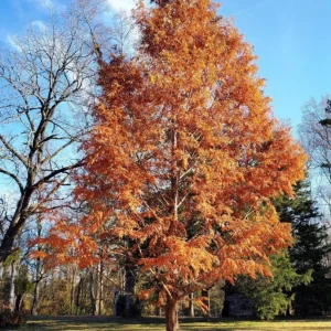 Dawn Redwood Live Plant – 8-12