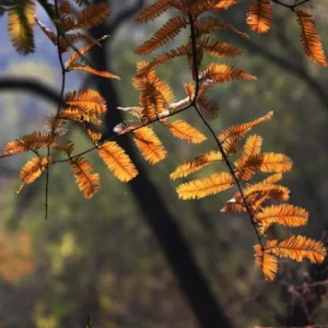 Dawn Redwood Live Plant – 8-12