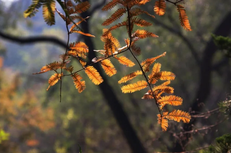 Dawn Redwood Live Plant – 8-12" Tall Seedling – Fast-Growing Shade Tree – Outdoor - Image 7