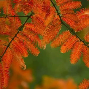 Dawn Redwood Live Plant – 8-12