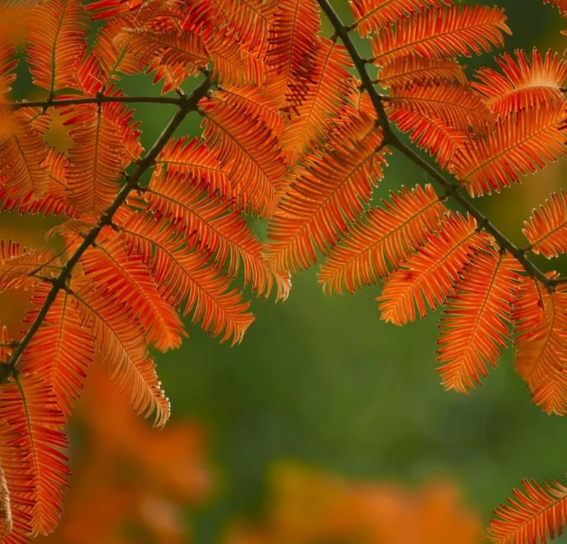 Dawn Redwood Live Plant – 8-12" Tall Seedling – Fast-Growing Shade Tree – Outdoor - Image 8