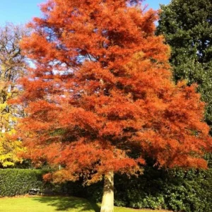 Dawn Redwood Live Plant – 8-12