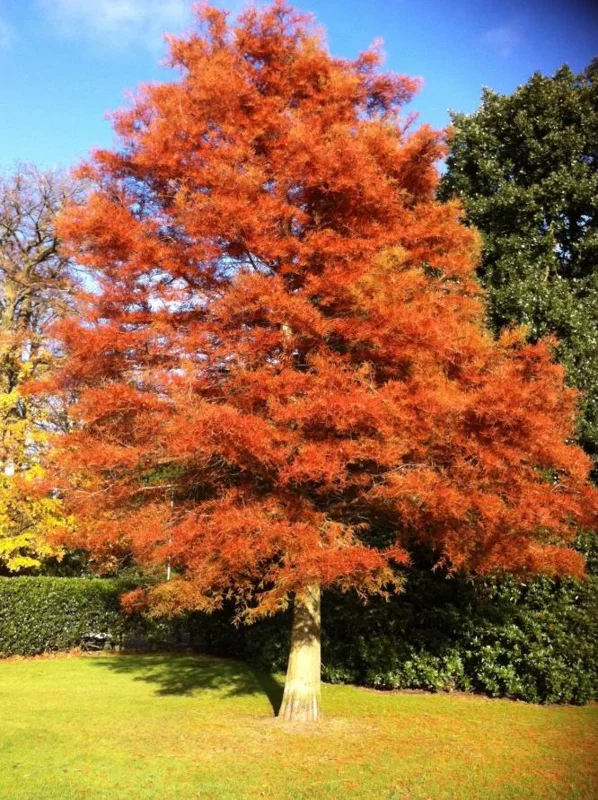 Dawn Redwood Live Plant – 8-12" Tall Seedling – Fast-Growing Shade Tree – Outdoor - Image 9