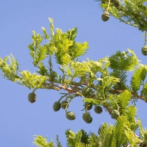 Dawn Redwood Live Plant – 8-12