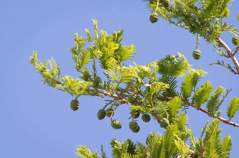 Dawn Redwood Live Plant – 8-12" Tall Seedling – Fast-Growing Shade Tree – Outdoor - Image 1