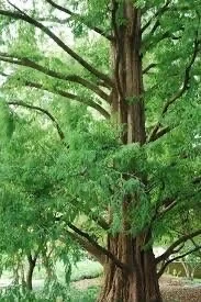 Dawn Redwood Live Plant – Metasequoia glyptostroboides – Quart Pot – Outdoor Tree - Image 3