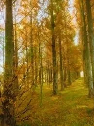 Dawn Redwood Live Plant – Metasequoia glyptostroboides – Quart Pot – Outdoor Tree - Image 1