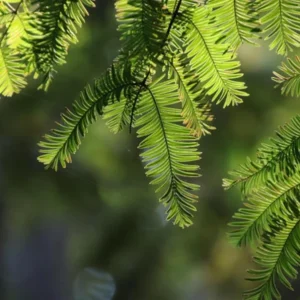 Dawn Redwood Live Plant – Quart Pot – Deciduous Conifer Tree – Fast Growing Outdoor - Image 2