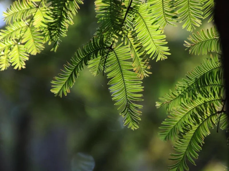 Dawn Redwood Live Plant – Quart Pot – Deciduous Conifer Tree – Fast Growing Outdoor - Image 2