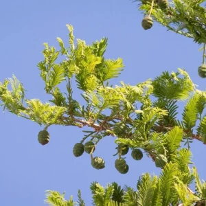 Dawn Redwood Live Plant – Quart Pot – Deciduous Conifer Tree – Fast Growing Outdoor - Image 3