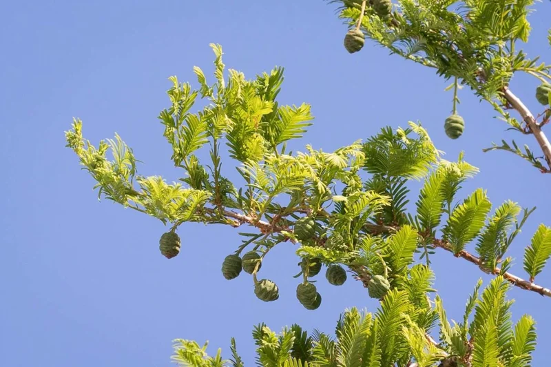 Dawn Redwood Live Plant – Quart Pot – Deciduous Conifer Tree – Fast Growing Outdoor - Image 3
