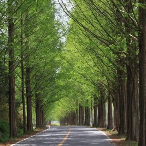 Dawn Redwood Live Plant – Quart Pot – Deciduous Conifer Tree – Fast Growing Outdoor - Image 4